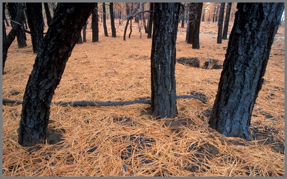 Pine Needle Blanket.jpg